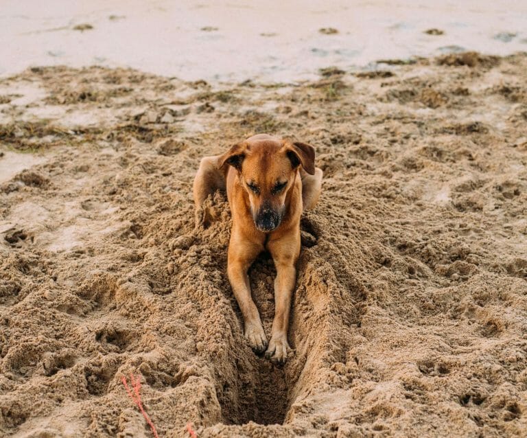 The Best Sun Protection for Your Dog Black Girl Sunscreen
